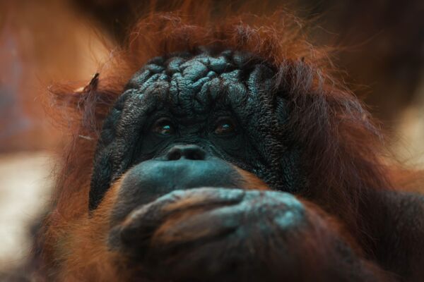 face of an old orang utan